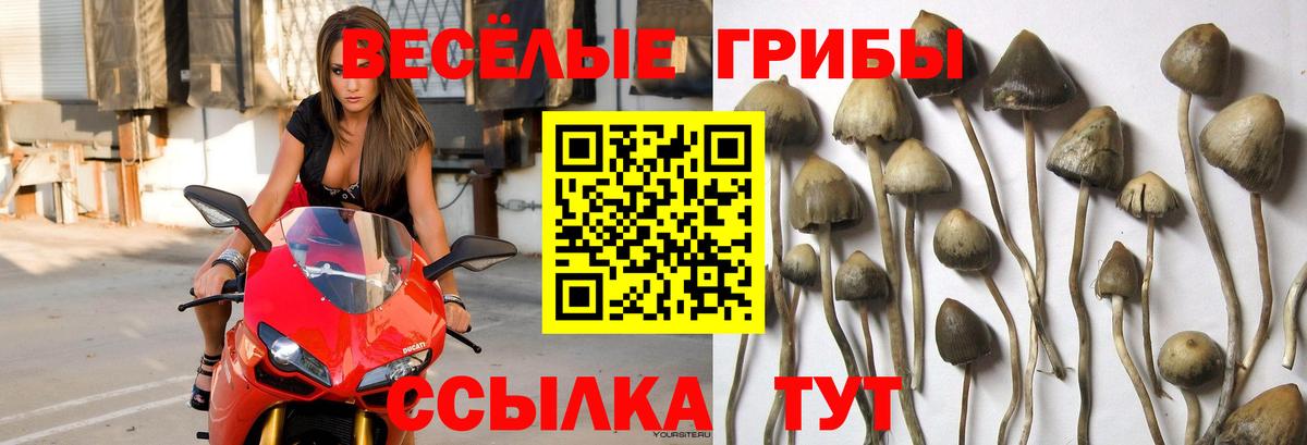 Галлюциногенные грибы мицелий  где продают наркотики  Ливны  Вход с VPN 